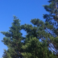 FRANCES DEHORS Clémence